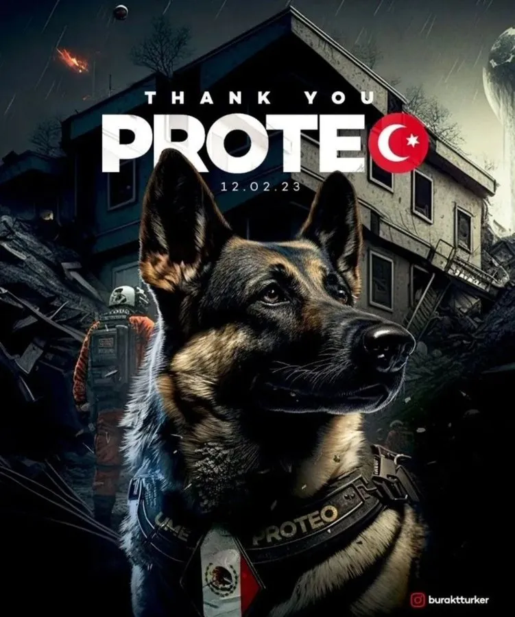 墨西哥搜救犬「Proteo」赴土耳其震灾区救援,不幸传出过世消息,网民特别制作海报表扬追忆。 网图