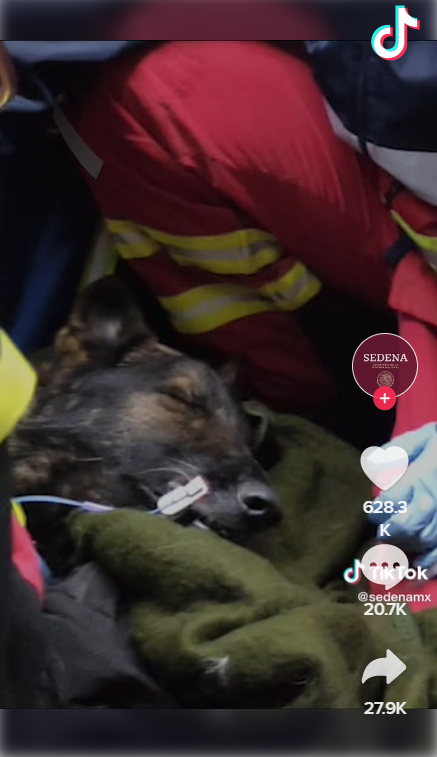 墨国搜救犬Proteo救灾殉职,最后身影曝光。 网片截图