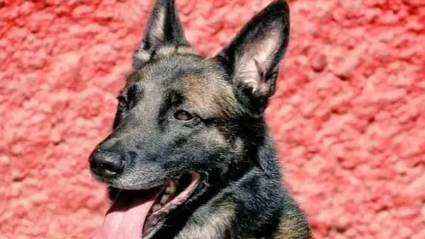 墨西哥搜救犬Proteo救灾殉职，最后身影曝光