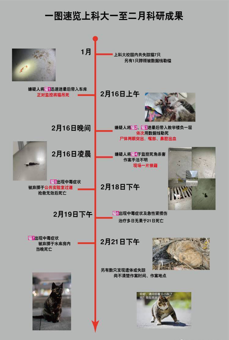 猫猫遇害时序图。 微博图