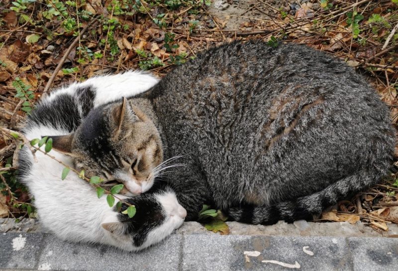 校内学生上载部分猫猫生前的生活照。 微博图