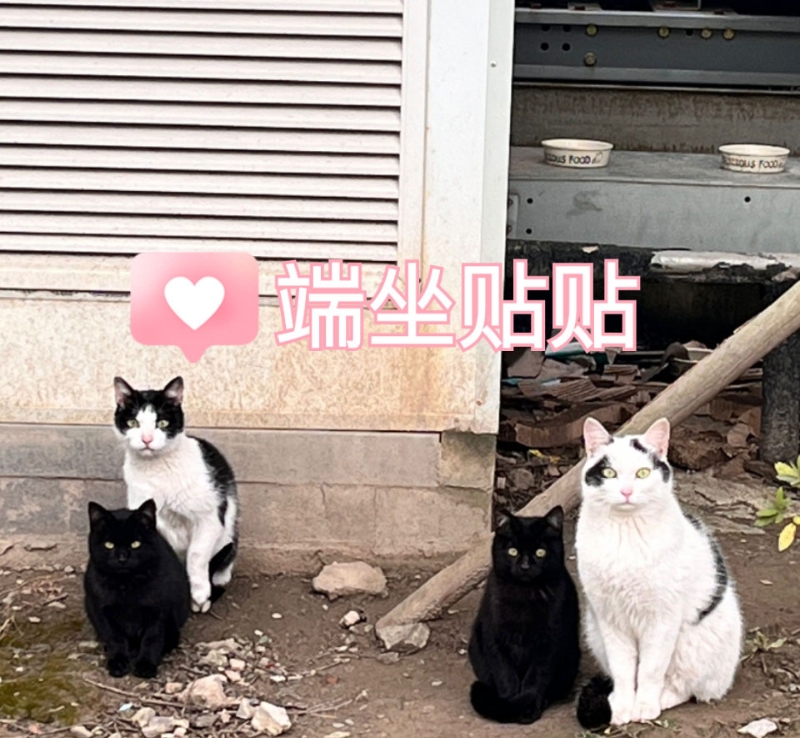 校内学生上载部分猫猫生前的生活照。 微博图