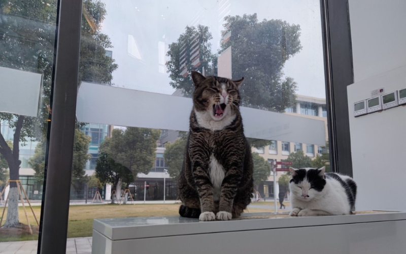 部分校内猫猫生活照。 微博图