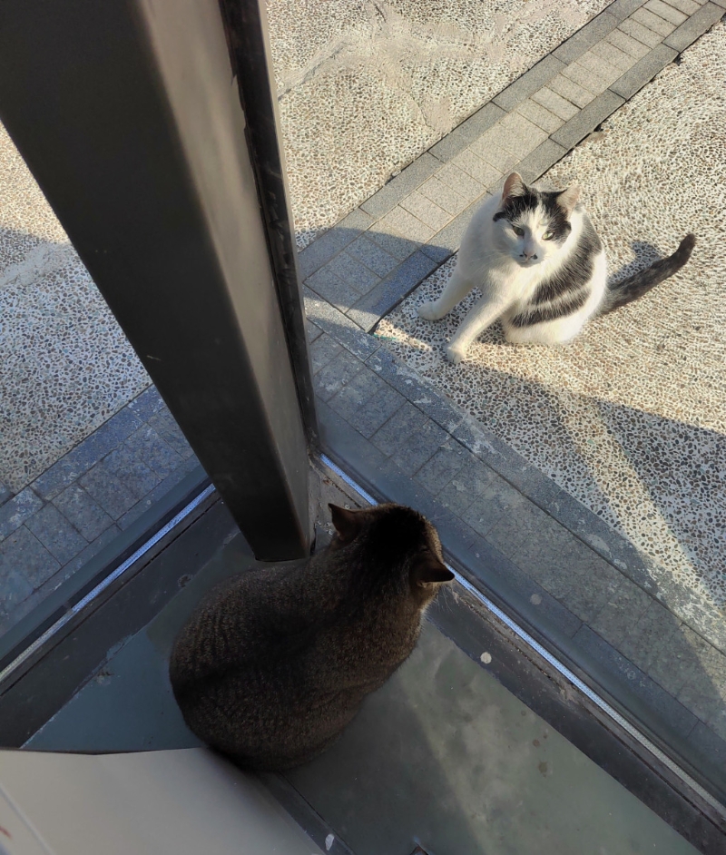 部分校内猫猫生活照。 微博图