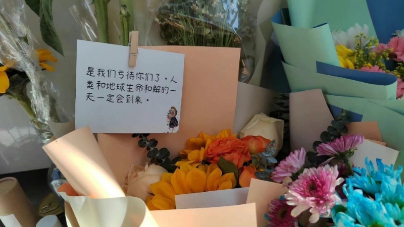 有网民放鲜花悼念猫猫。 微博图
