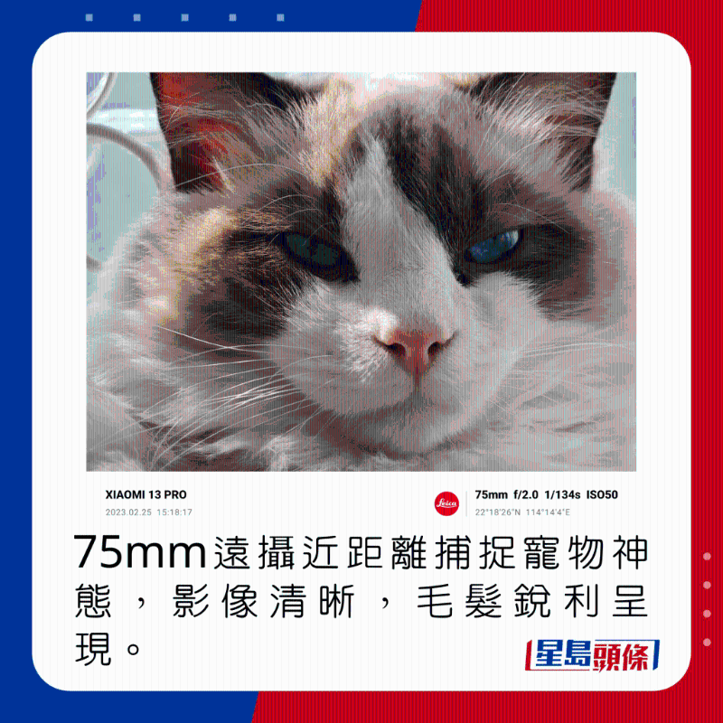 75mm遠攝近距離捕捉寵物神態,影像清晰,毛髮銳利呈現。