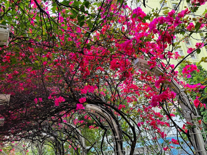 每年一到3至4月都會盛放。(圖片來源:FB @ Winnie Lam授權)