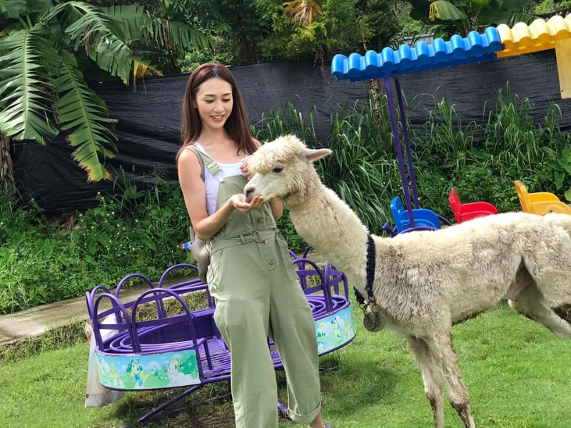 羊驼 羊驼