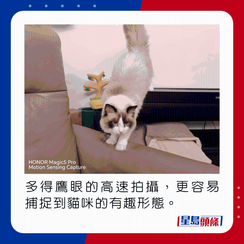 多得鹰眼的高速拍摄,更容易捕捉到猫咪的有趣形态。