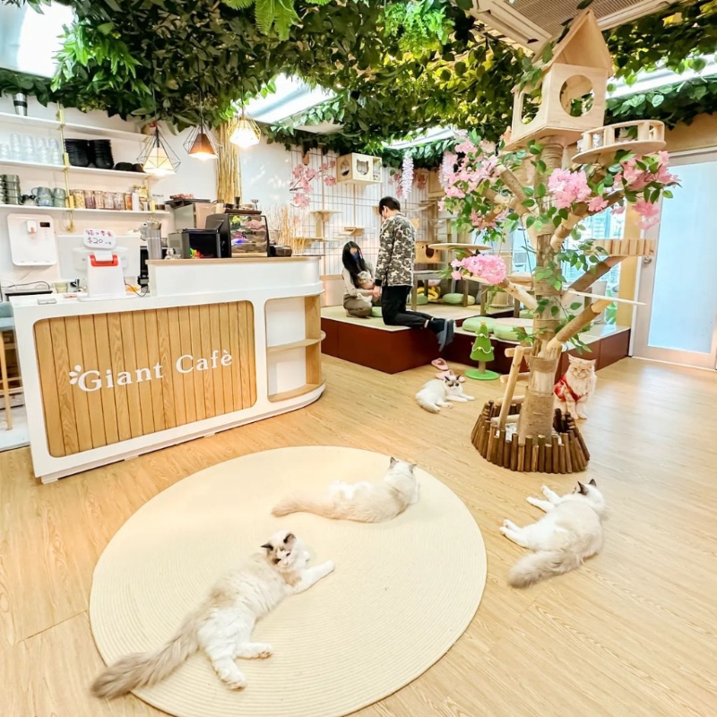巨猫森林咖啡馆