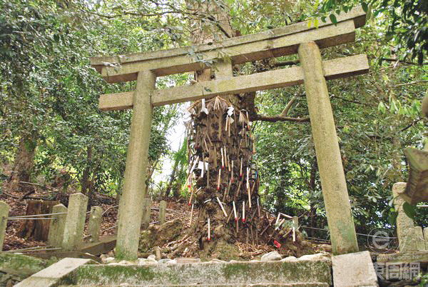 神社内最突出的地方,就是这棵插满镰刀的朴树。 神社内最突出的地方,就是这棵插满镰刀的朴树。