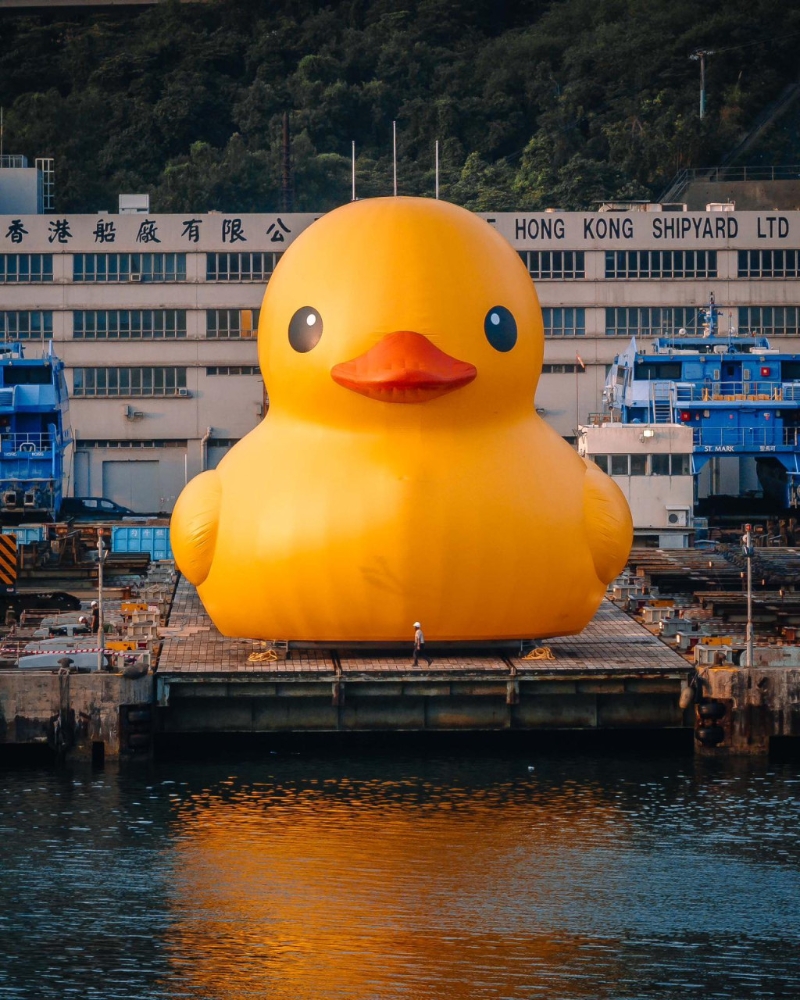 小黄鸭