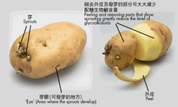 马铃薯 马铃薯