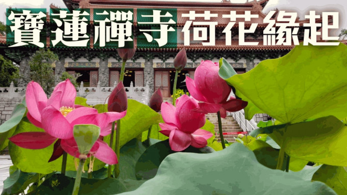 ​宝莲禅寺｜荷花缘起