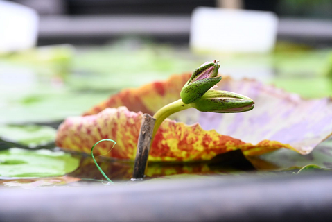 并蒂莲 并蒂莲