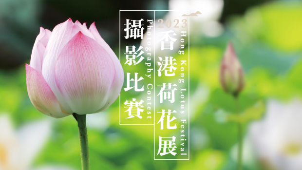 2023香港荷花展｜荷花摄影比赛