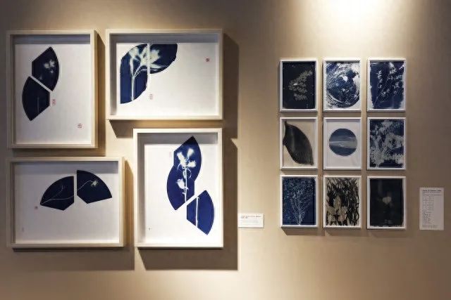 agnès b. X 香港艺术家陈泽雷蓝晒艺术展 agnès b. X 香港艺术家陈泽雷蓝晒艺术展
