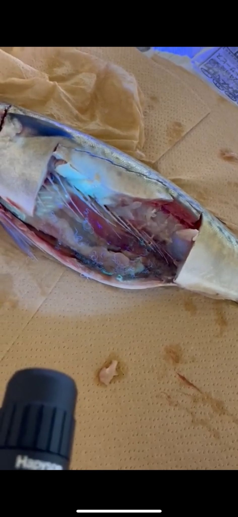 但经射灯照射,就明显看到大量生猛寄生虫。 但经射灯照射,就明显看到大量生猛寄生虫。