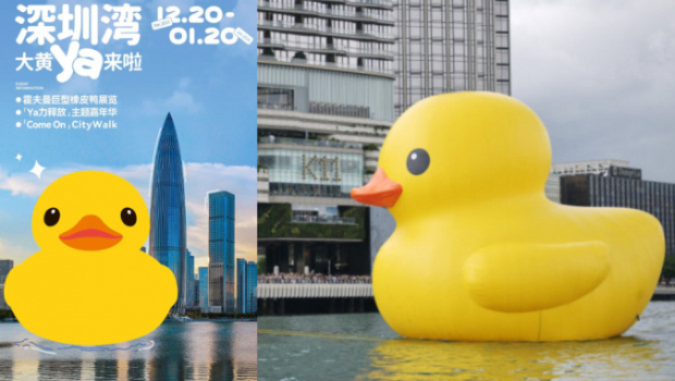 大黄鸭由明日开始,将在深圳湾展出。 大黄鸭由明日开始,将在深圳湾展出。
