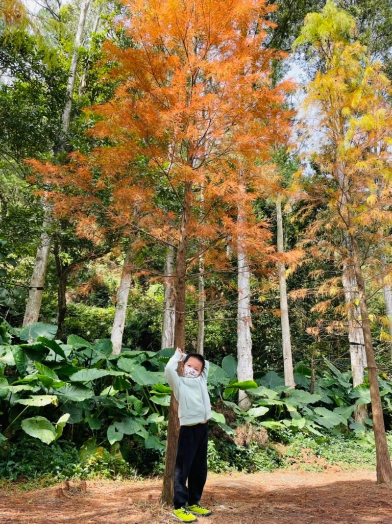 水塘西岸有一排落羽松,逢秋、冬季会转变成橘红色。 水塘西岸有一排落羽松,逢秋、冬季会转变成橘红色。