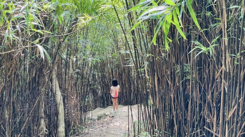 香港也有竹林深处可打卡,暂时忘记市区的烦恼,尽情让树林的芬多精洗涤心灵。 香港也有竹林深处可打卡,暂时忘记市区的烦恼,尽情让树林的芬多精洗涤心灵。