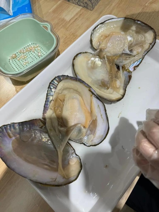 开蚌取珍珠 开蚌取珍珠