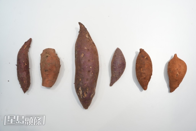 番薯大小及品种各异,吃起来的味道与口感也截然不同。 番薯大小及品种各异,吃起来的味道与口感也截然不同。