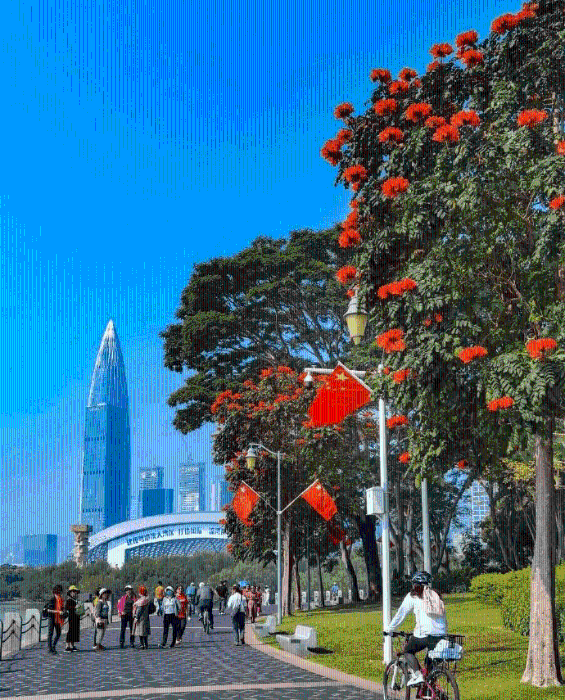 漫步在深圳的街头巷尾,处处花团锦簇、 漫步在深圳的街头巷尾,处处花团锦簇、