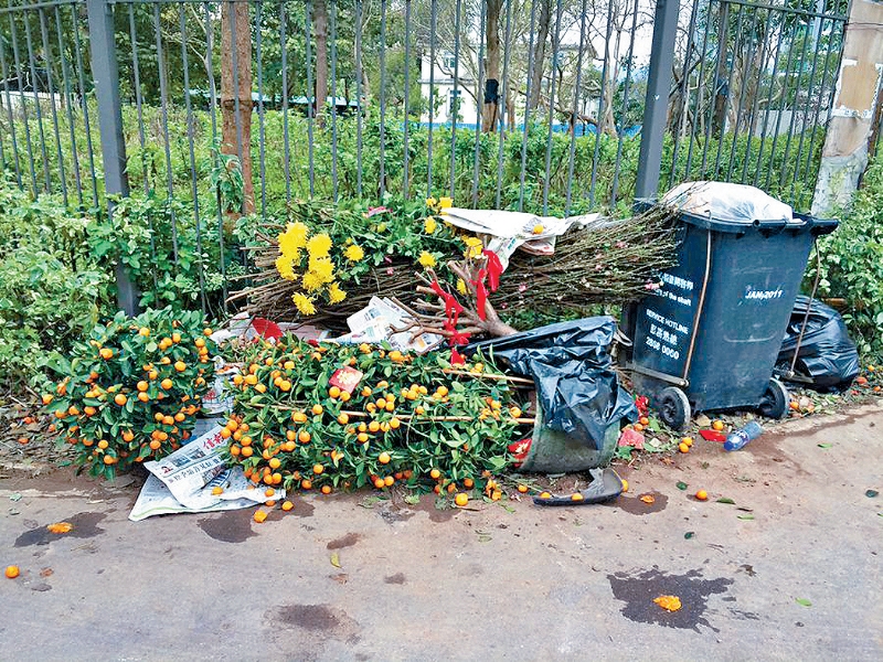 新春刚过，年花及年桔顿时「过气」，近日被随街弃置。