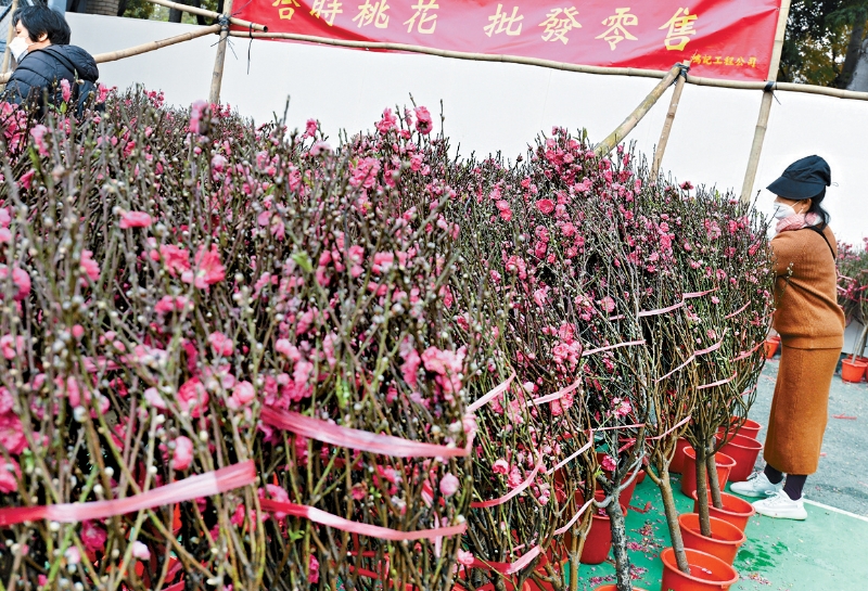 市面销售的桃花不连根，无法重新种植。