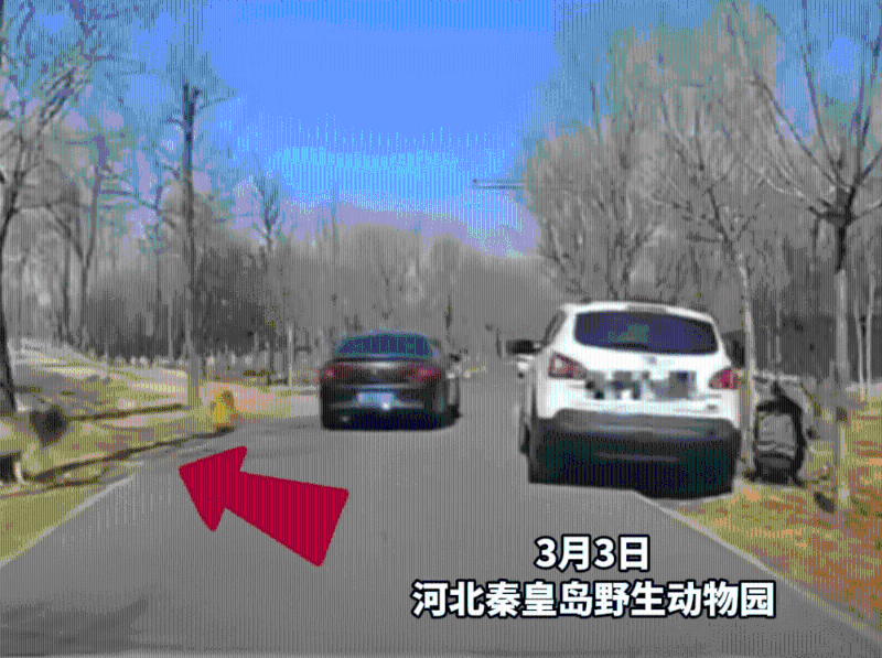 身穿深色羽绒外套的女子正在抱着女儿，在路边让孩子“方便”，在道路左侧出现一只狼。