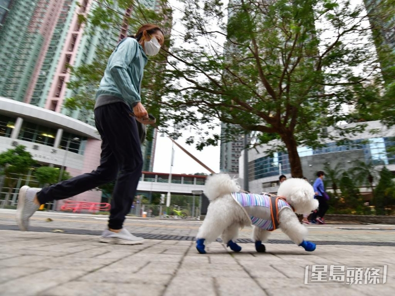 不少已筹划外游的港人，近日正忙于为爱宠寻觅宠物酒店