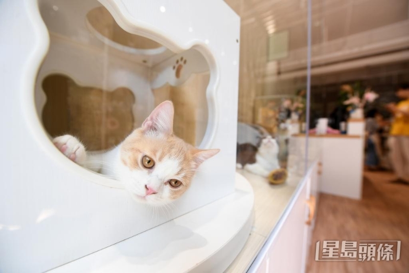 猫酒店