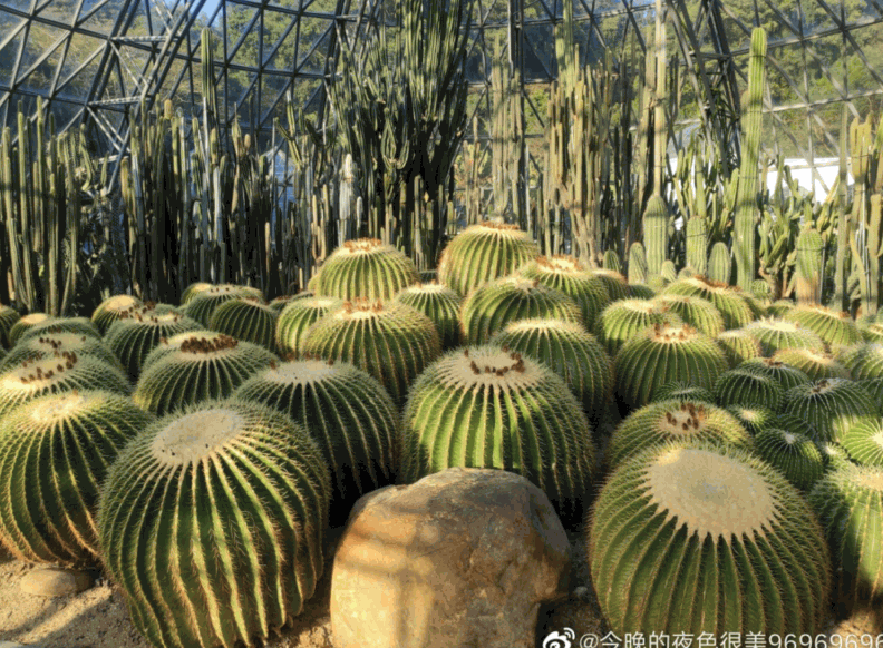 仙湖植物园 仙湖植物园