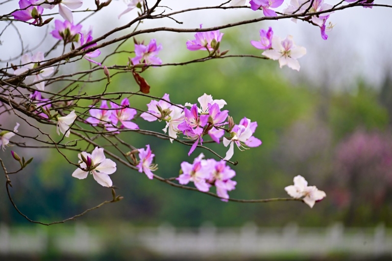 花瓣。 花瓣。