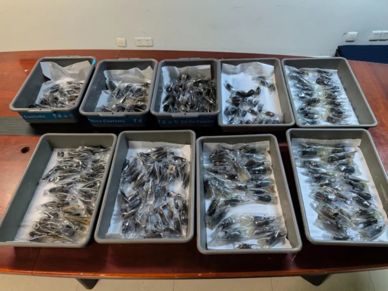 行李箱被发现收藏439只走私甲虫 行李箱被发现收藏439只走私甲虫