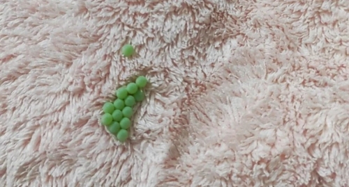 绿色小颗粒 绿色小颗粒
