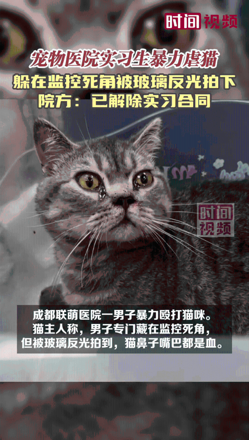 猫口鼻出血、尿闭并产生压力症状