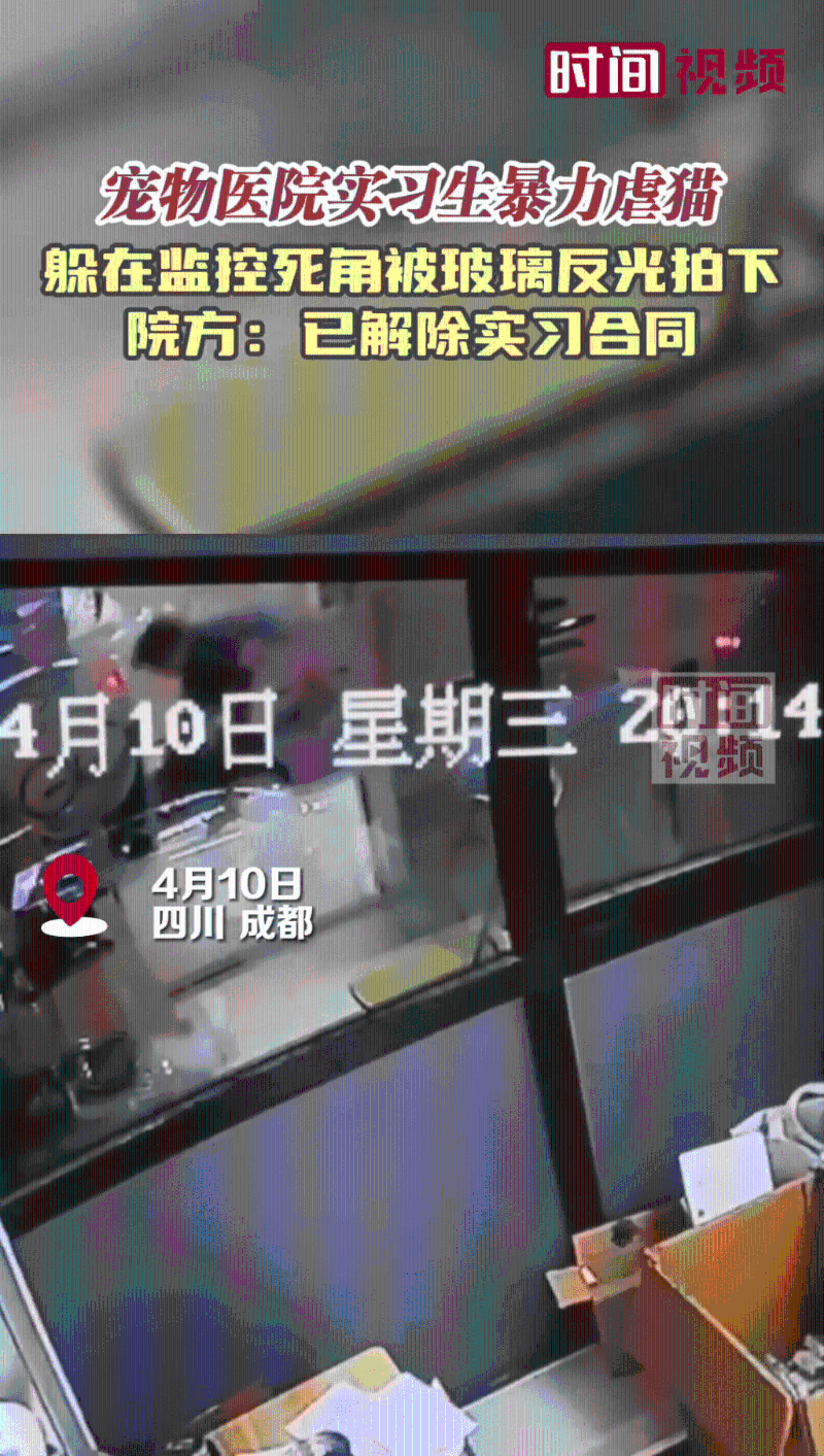 玻璃反光拍下实习男护士虐猫情况。