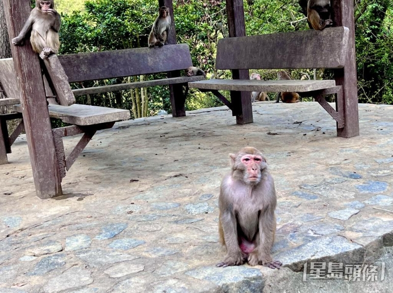 日前蔡再到马骝山，遇上昔日猴王的得力助手“阿福”。