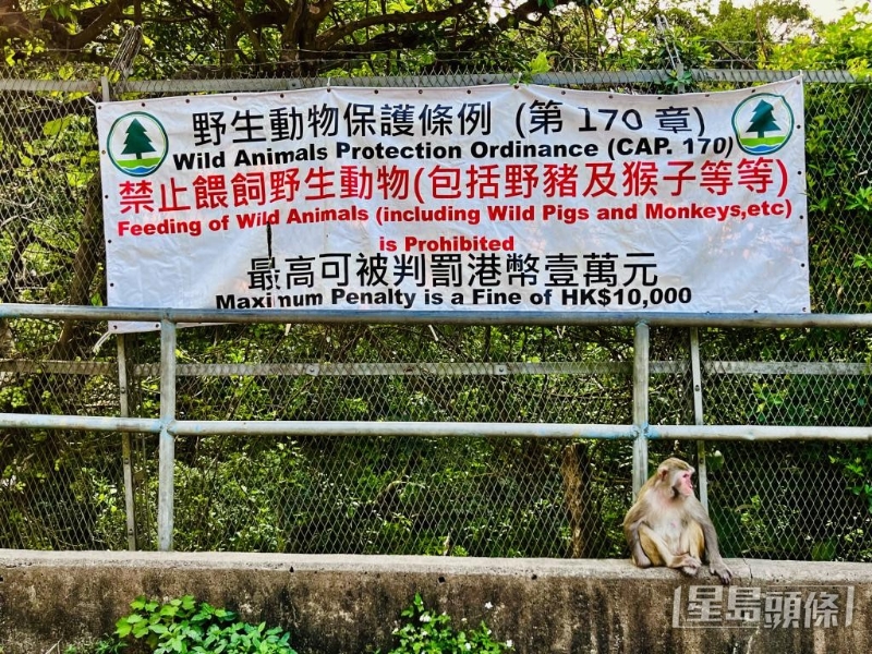 当局严禁喂饲野生动物，违者最高可被罚款1万元。