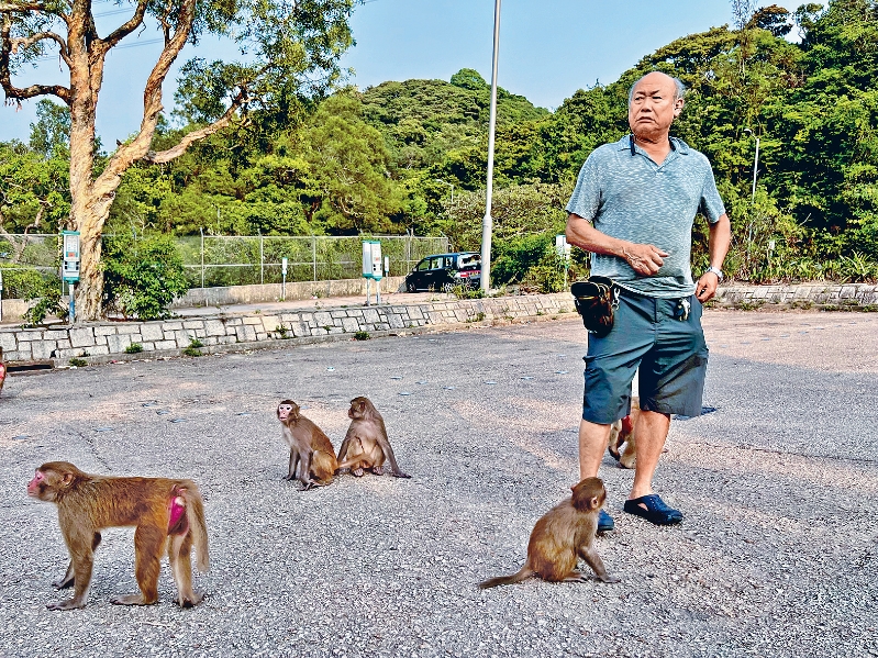 前合法喂猴人蔡庆熊喂猴近40年，对无法再喂猴子感到无奈。