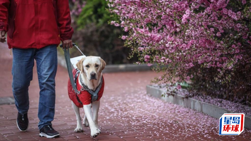 近日有内地视障人士欲携同导盲犬来港游玩，碍于犬只检疫规定，最终无奈折返。