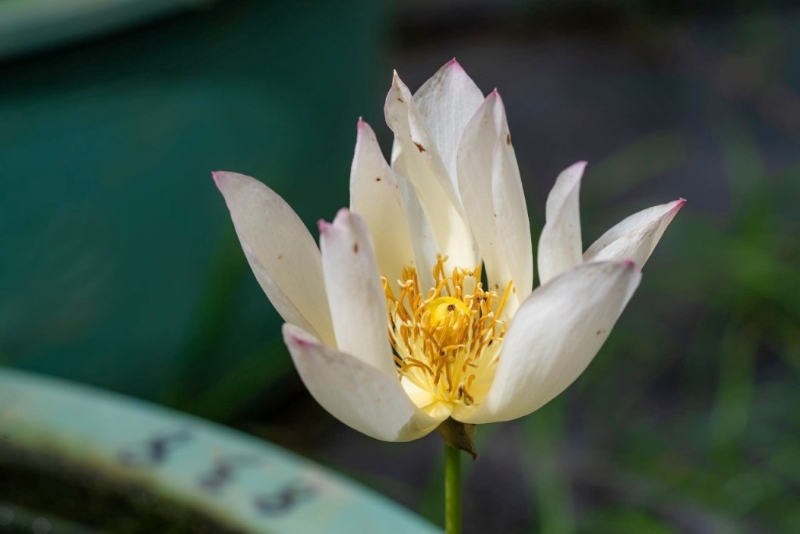 荷花“神州美‧澳” 荷花“神州美‧澳”