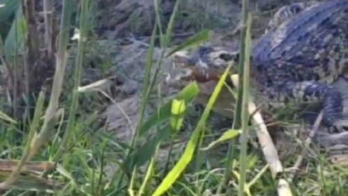 长江惊现鳄鱼