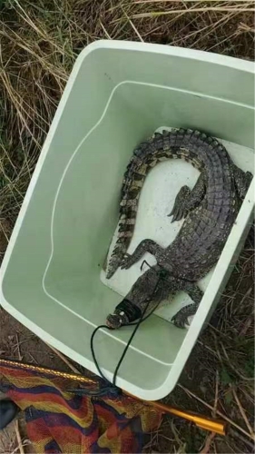 鳄鱼的品种是暹罗鳄