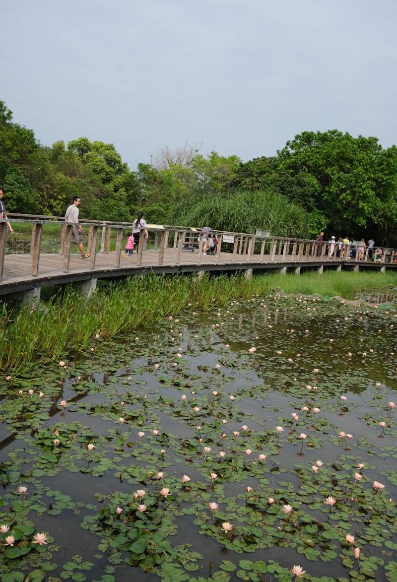 湿地公园的生物多样性丰富, 一年四季各有不同风景,其中一个最为赏心悦目的景致,就是一片片睡莲在淡水沼泽盛开的风姿。 湿地公园的生物多样性丰富, 一年四季各有不同风景,其中一个最为赏心悦目的景致,就是一片片睡莲在淡水沼泽盛开的风姿。