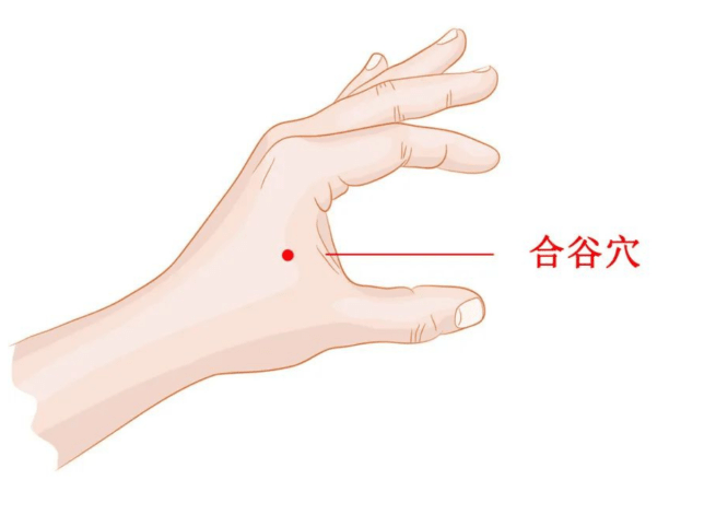 合谷穴 合谷穴