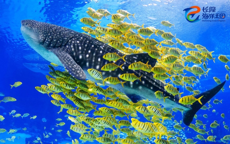 长隆海洋王国 长隆海洋王国