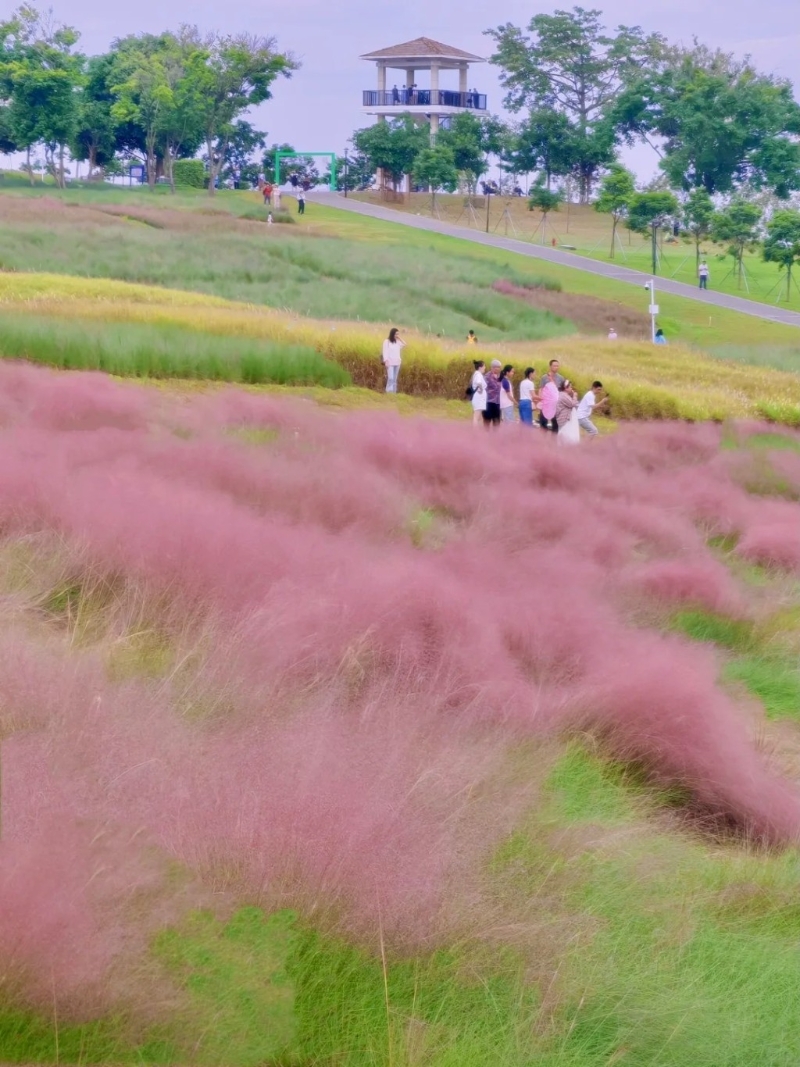 粉红色花海 粉红色花海